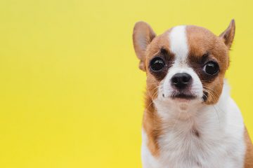 7 raças de cachorro para apartamento.